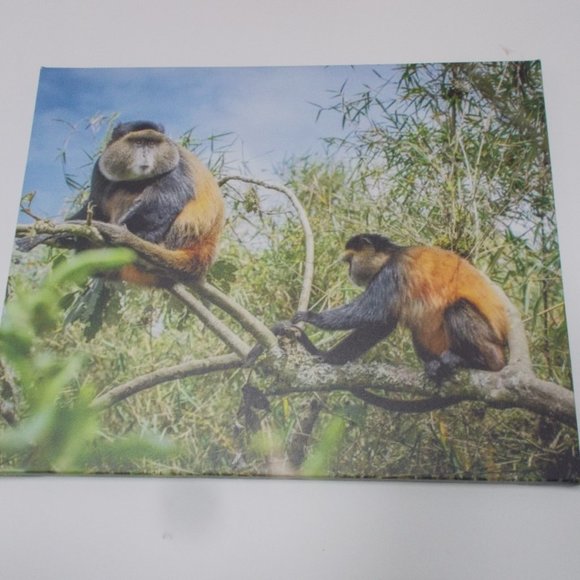 "Golden Monkeys" photography print on stretched canvas, 16"x20" by Nancy - Picture 2 of 5